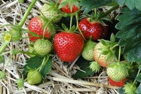 Strawberry fruit